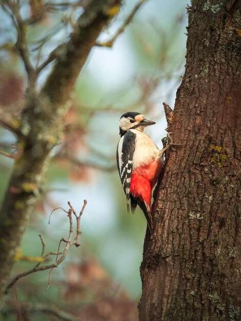 Verticale opname van een grote bonte specht op een boom in een bos met een wazige achtergrond