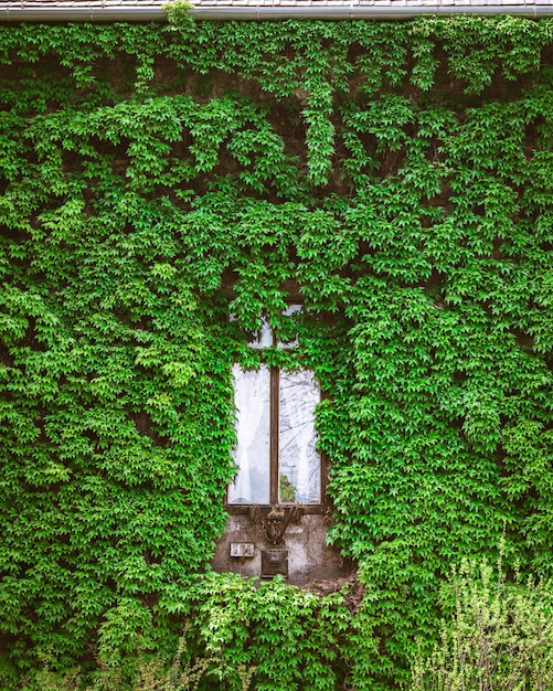 Verticale opname van een houten raam omgeven door groene planten