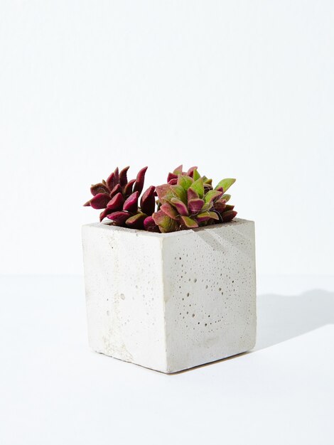 Verticale opname van een kamerplant in een betonnen bloempot op een witte achtergrond