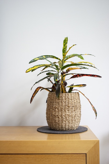 Verticale opname van een kamerplant in een geweven bloempot op een houten tafel tegen een witte muur