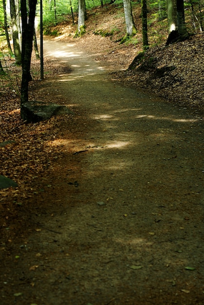 Verticale opname van een klein pad in het bos overdag