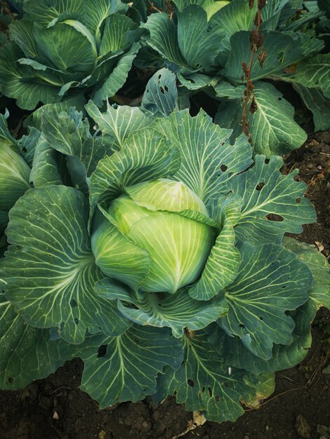 Verticale opname van een koolplant in het veld