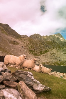 Verticale opname van een kudde schapen die bij het meer graast