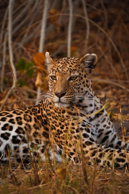 Verticale opname van een luipaard in zijn leefgebied op safari in Okavanga Delta Botswana