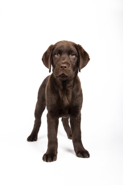 Verticale opname van een mooie chocolade Labrador-puppy op een witte muur