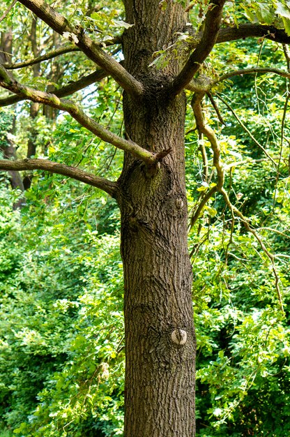 Verticale opname van een oude boom met veel takken in het bos