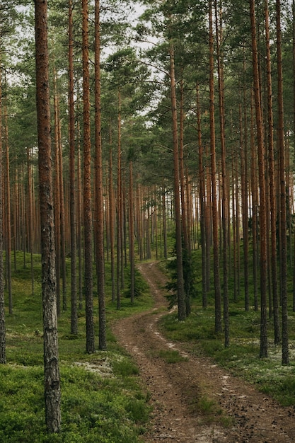 Verticale opname van een pad in het nette bos