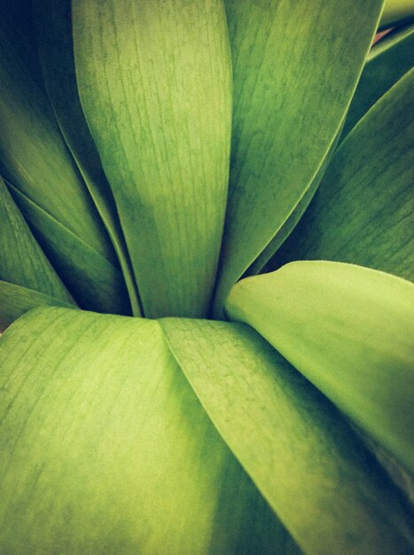 Verticale opname van een plant met lange groene bladeren