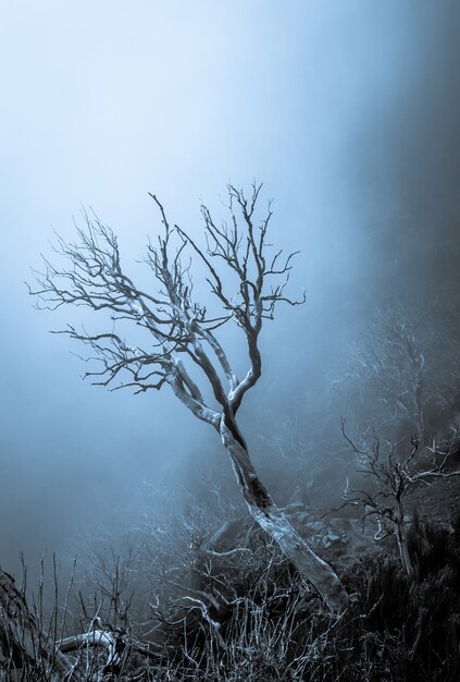 Verticale opname van een prachtige gedroogde boom in het midden van een dood bos in Madeira, Portugal