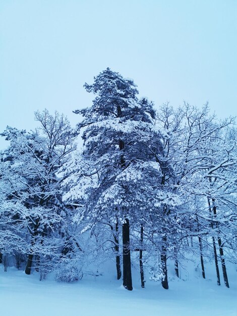 Verticale opname van een prachtige winter in Scandinavië, Larvik, Noorwegen