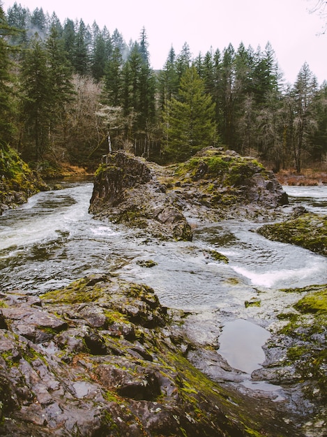 Verticale opname van een rivier omgeven door bomen en rotsen bedekt met mos overdag