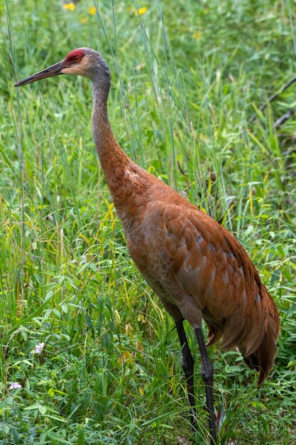 Verticale opname van een Sand Hill Crane in een veld met de hele figuur