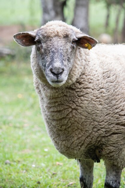 Verticale opname van een schaap in de natuur