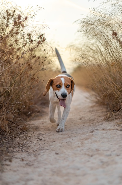 Verticale opname van een schattige beagle-hond die door de gedroogde planten op een veld rent