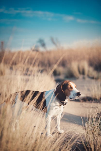 Gratis foto verticale opname van een schattige hond op een zandstrand