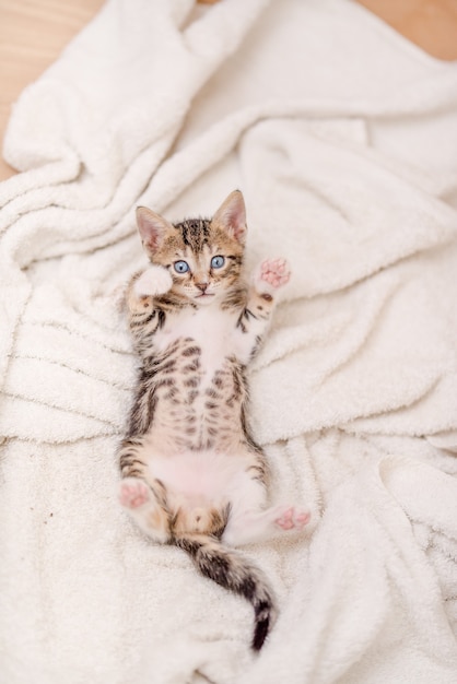 Verticale opname van een schattige kat met blauwe ogen die op de deken ligt
