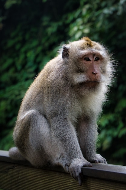 Verticale opname van een schattige makaak aap
