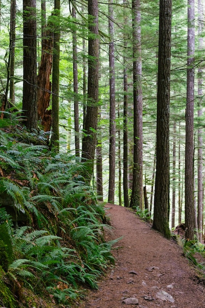 Verticale opname van een smal pad in het bos omgeven door hoge bomen en andere groene planten