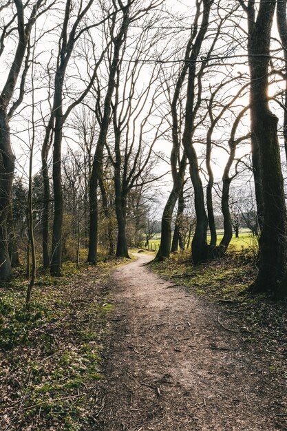 Verticale opname van een smal pad omgeven door hoge bladerloze bomen