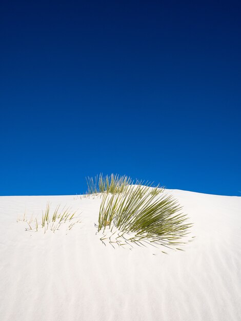 Verticale opname van een soaptree-yucca die boven een duin in White Sands National Park probeert te komen