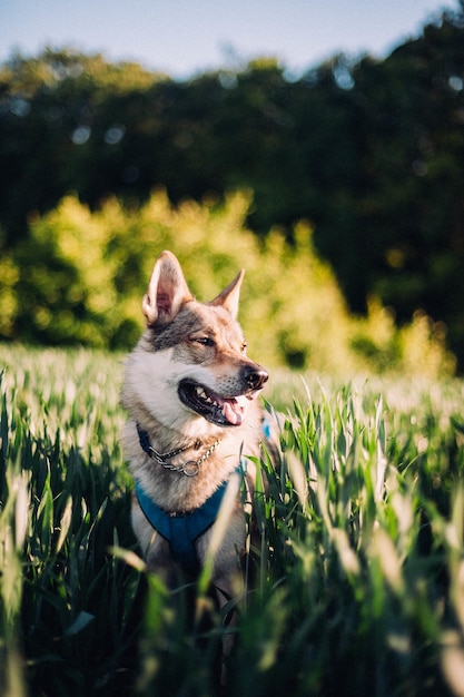 Verticale opname van een Tsjechoslowaakse wolfshond in een veld met hoog gras bij daglicht