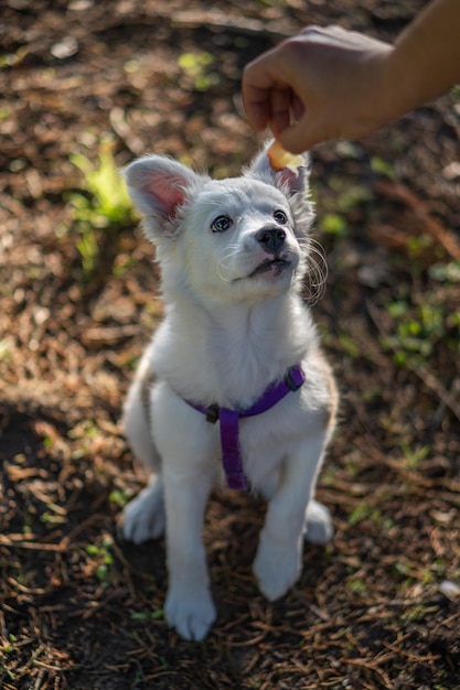 Verticale opname van een witte hond met een paars harnas die omhoog kijkt naar een hand die iets lekkers aanbiedt