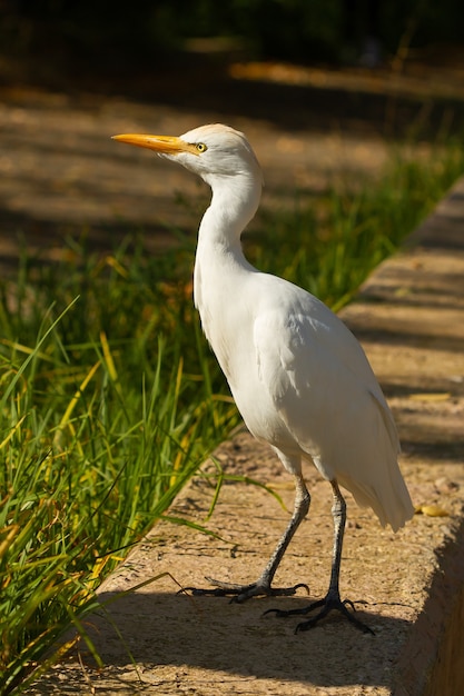 Verticale opname van een zilverreiger die op een zonnige dag rondloopt