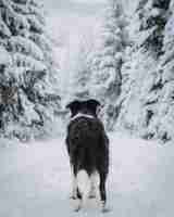 Gratis foto verticale opname van een zwarte border collie in een bos bedekt met sneeuw