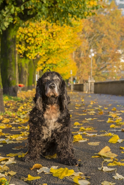 Verticale opname van een zwarte spaniel op de grond, omringd door bomen in een park in de herfst