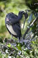 Gratis foto verticale opname van een zwarte watervogel die in zijn nest zit, vastgelegd op een zonnige dag