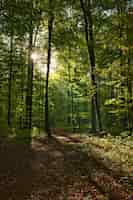 Gratis foto verticale opname van het zoniënwoud, belgië, brussel met de zon schijnt door de takken