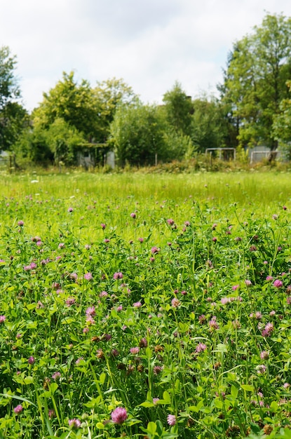 Verticale opname van kleine paarse wilde bloemen groeien in het zonnige veld