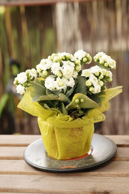 Verticale opname van witte bloemen in de pot op een tafel