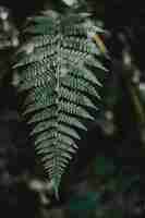 Gratis foto verticale selectieve aandacht shot van een exotische groene blad in een tropische mysterieuze jungle