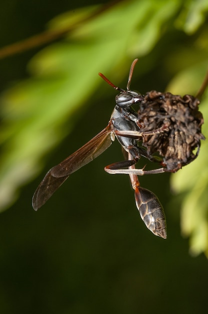 Gratis foto verticale selectieve aandacht shot van een insect