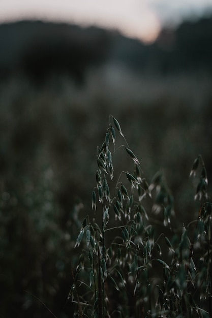 Verticale selectieve close-up shot van groene graan planten in een veld