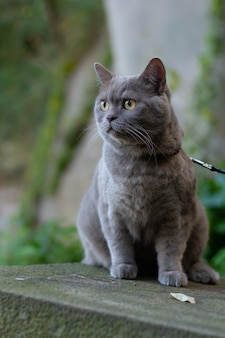 Verticale selectieve focus close-up van een britse kortharige grijze kat