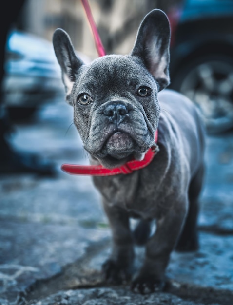 Verticale selectieve focus close-up van een staande franse bulldog