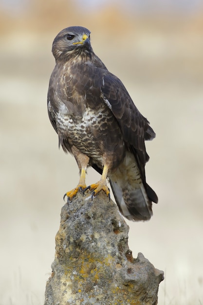 Verticale selectieve focus shot van een buizerd zat op een rots