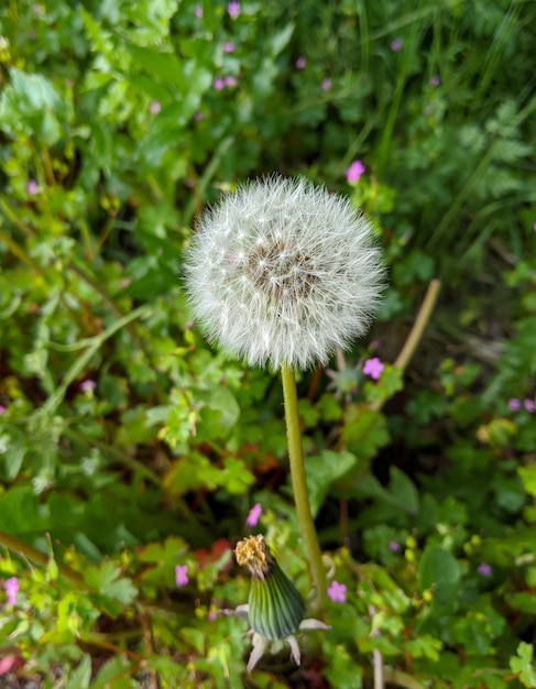 Verticale selectieve focus shot van een paardebloem met wazig groen