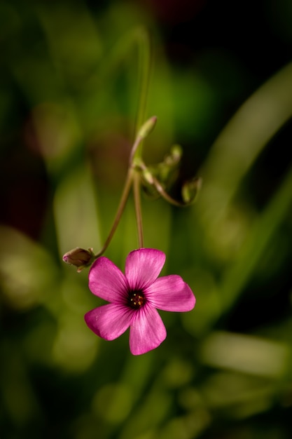 Verticale selectieve focus shot van redwood zuring bloem