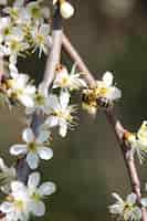 Gratis foto verticale selectieve focus van een bij op kersenbloesems