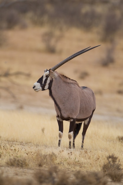 Gratis foto verticale selectieve focus van een gemsbok gevangen in de woestijn