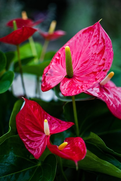Verticale selectieve focus van rode anthurium bloemen