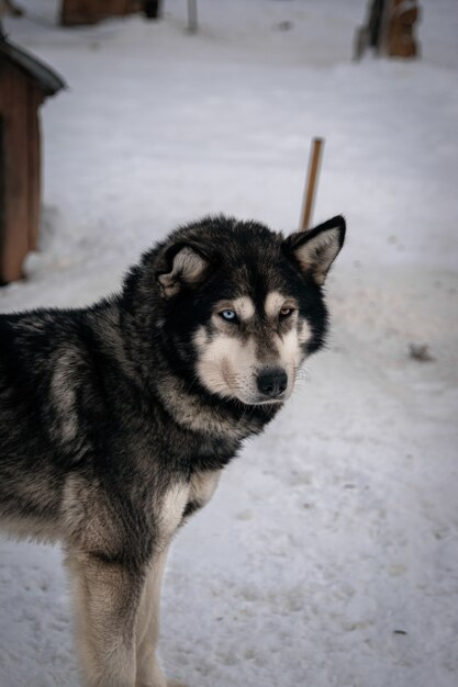 Verticale selectieve focus van zwarte Siberische husky in de winter