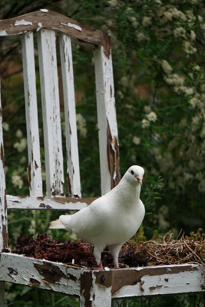 Verticale selectieve focusopname van een witte duif in het park