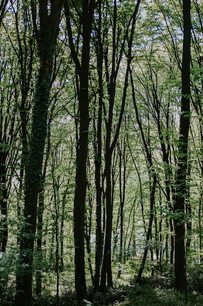 Verticale shot van een bos met hoge bomen en planten
