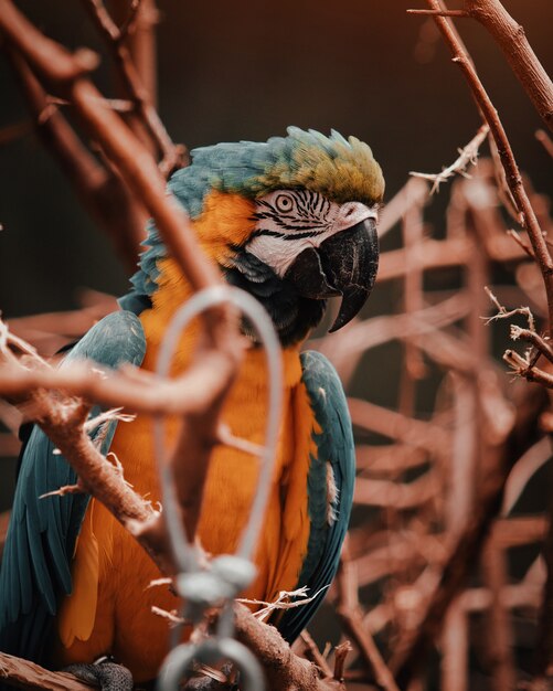 Verticale shot van kleurrijke oranje en een blauwe exotische tropische papegaai zat op een tak van een boom