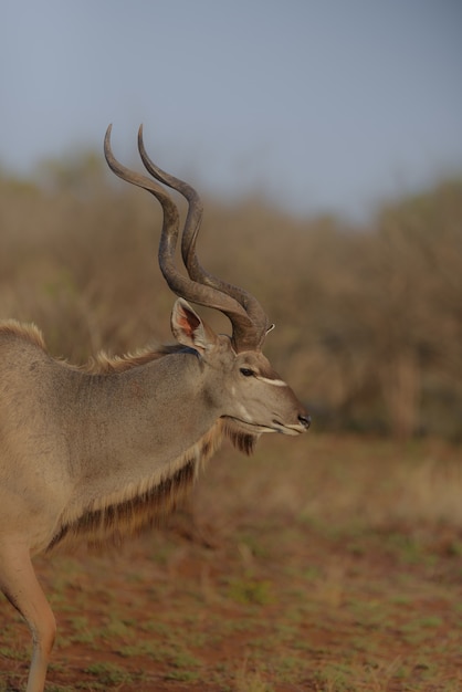 Verticale weergave van een kudu vanaf de zijkant met een onscherpe achtergrond