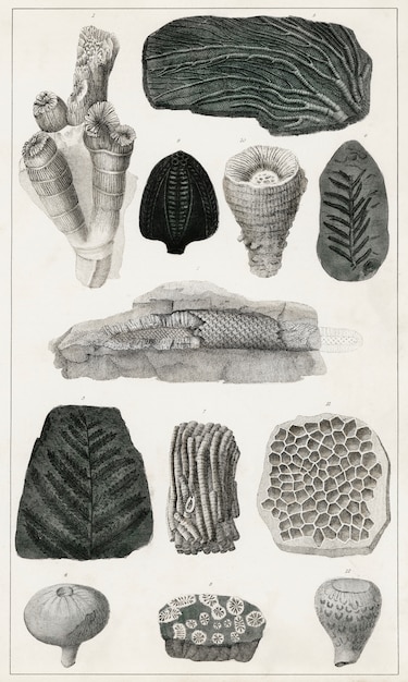 Verzameling van verschillende fossielen uit Een geschiedenis van de aarde en geanimeerde natuur (1820)